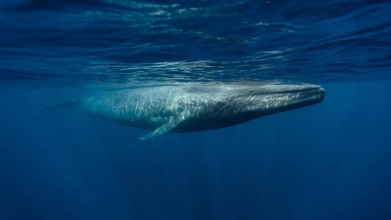 Le retour des baleines &agrave; bosse - 剧照