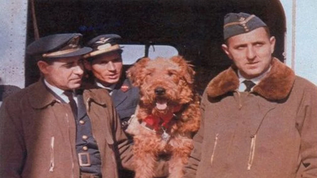 The Ballad of Hector the Stowaway Dog - 剧照