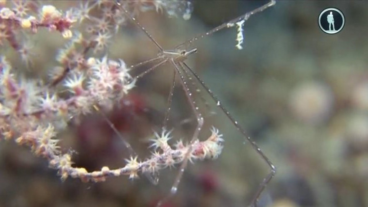 The Secret World of Crustaceans - 剧照