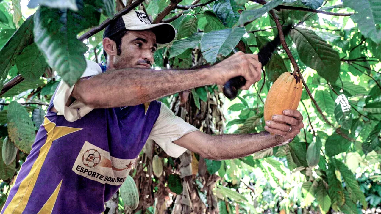 Du Chocolat Pour Sauver l'Amazonie - 剧照