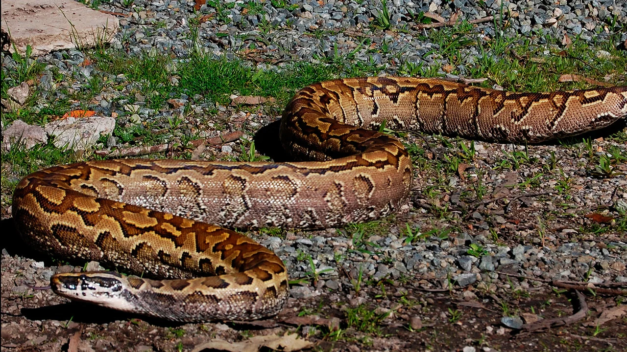 Devoured: Man-Eating Super Snake Returns - 剧照