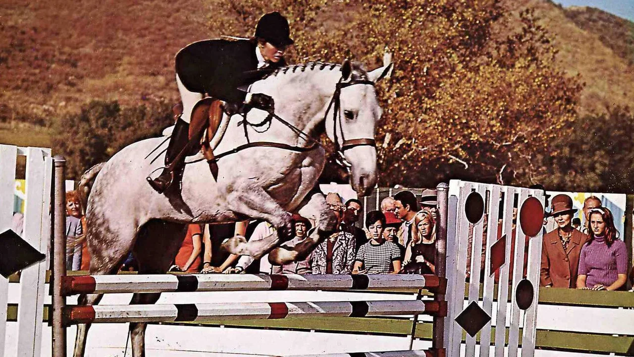 The Horse in the Gray Flannel Suit - 剧照