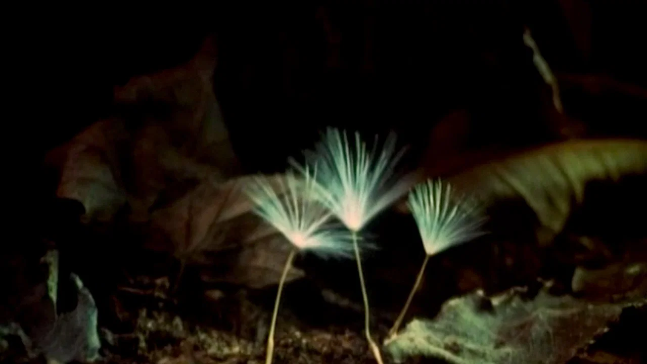 The Secret Life of Plants - 剧照