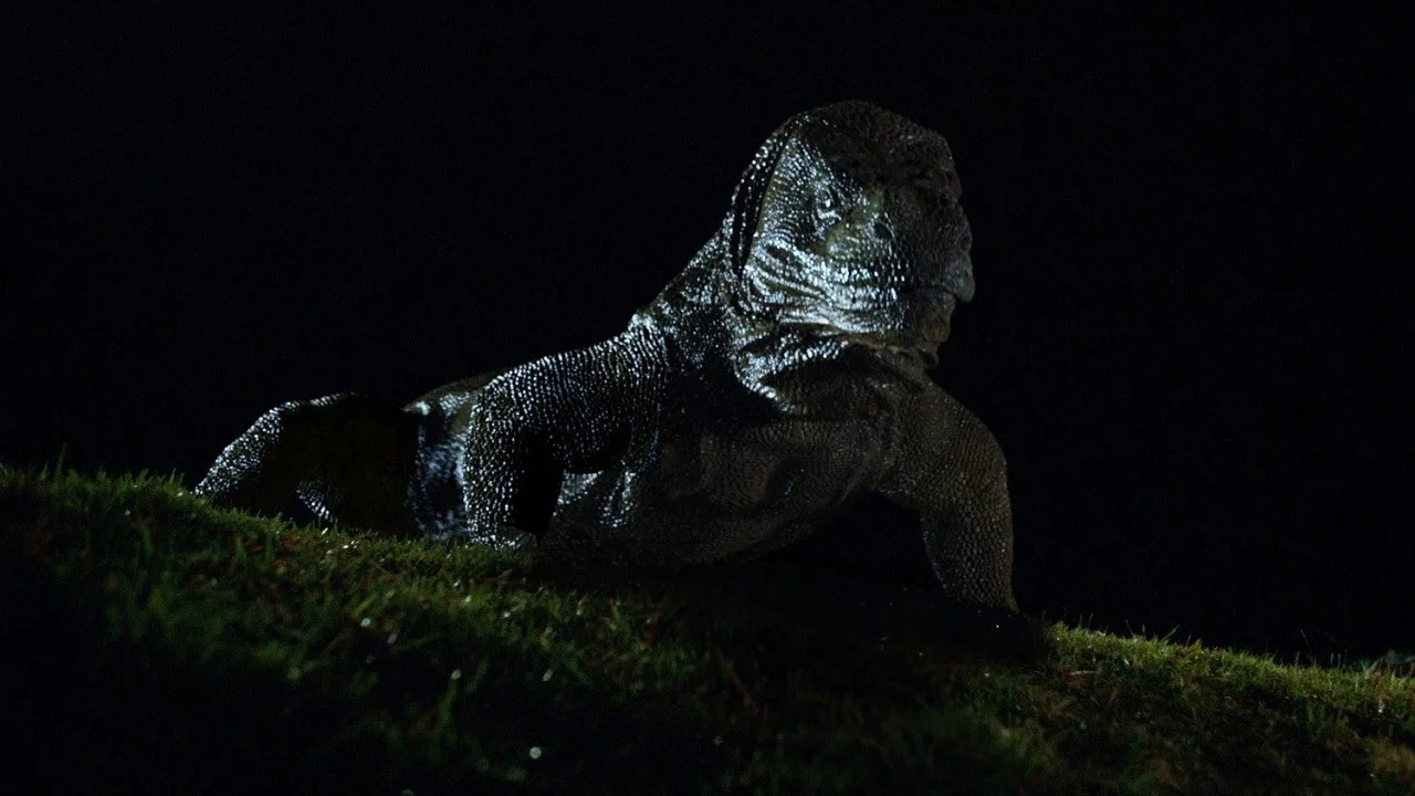 Komodo - 剧照
