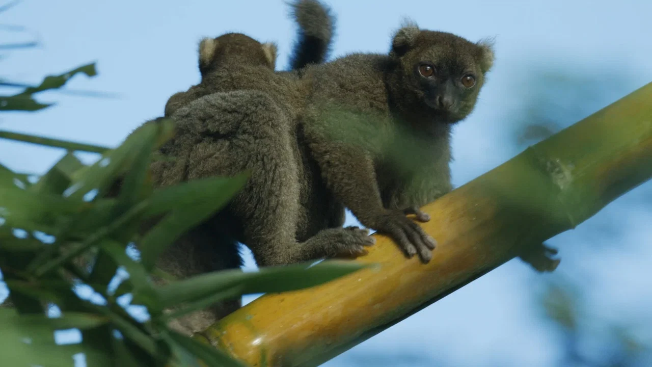 Madagascar: Africa's Galapagos - 剧照