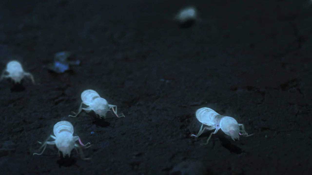 White Ant - 剧照