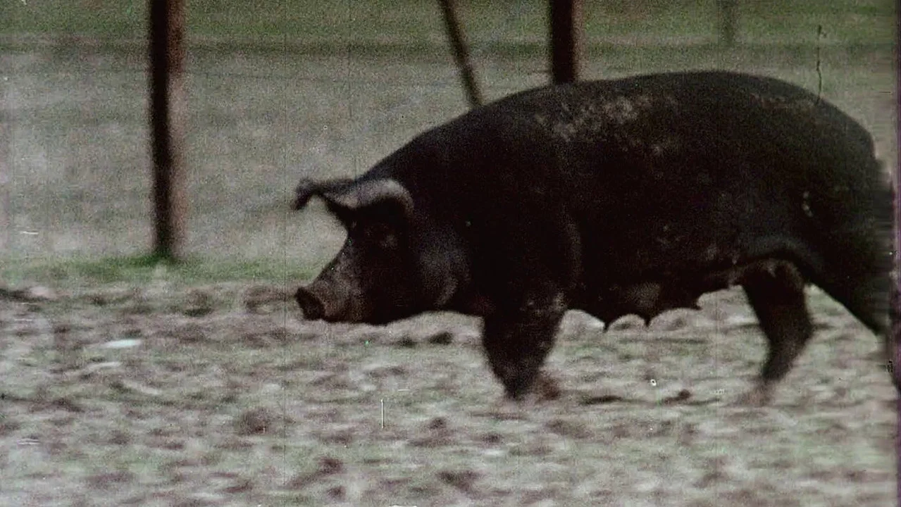 Pigs! - 剧照