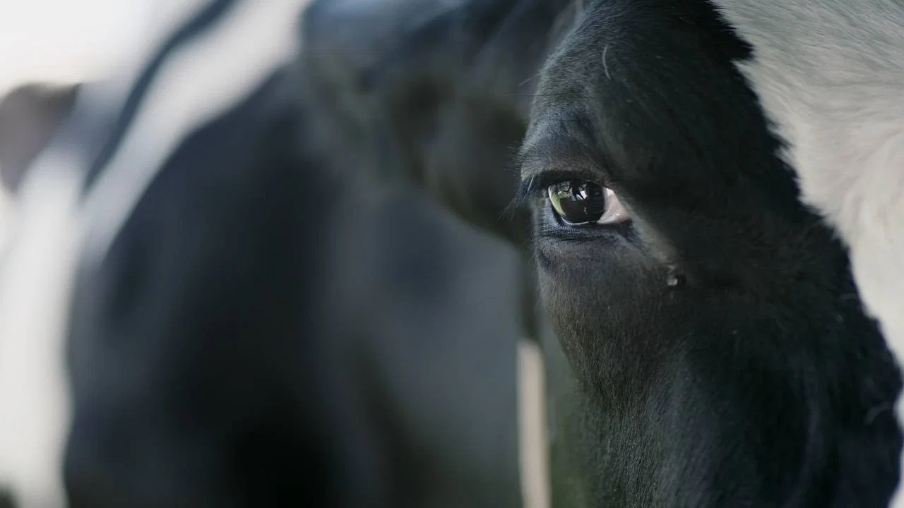 Vaca - 剧照