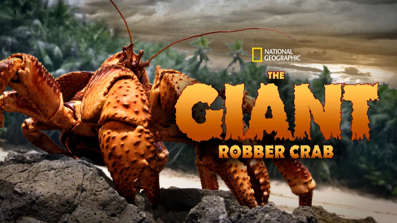 The Giant Robber Crab - 剧照