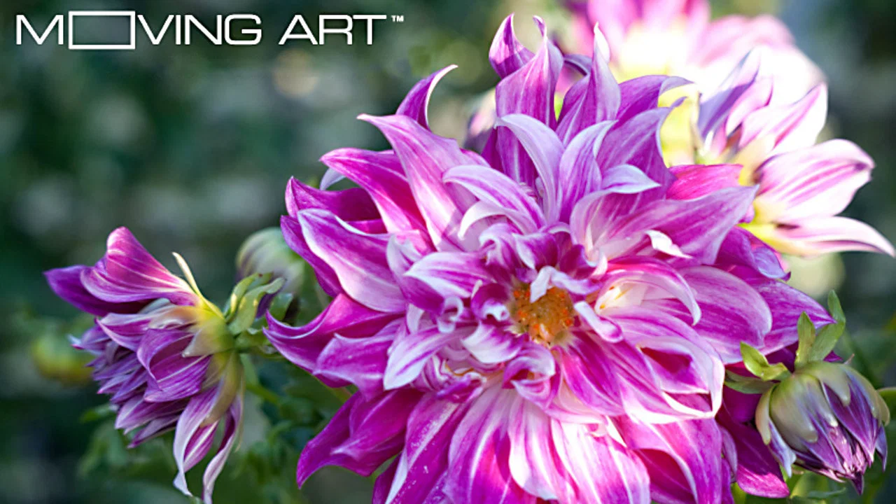 Moving Art: Flowers - 剧照