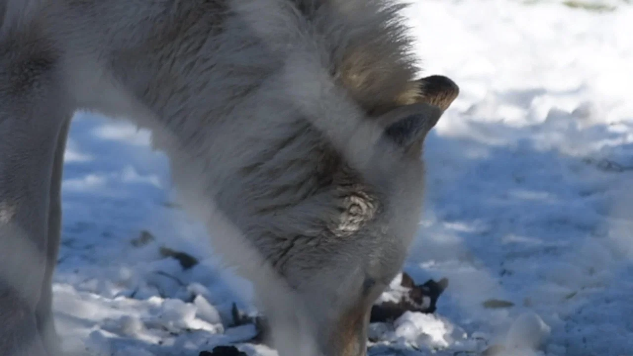 The First Canines - 剧照