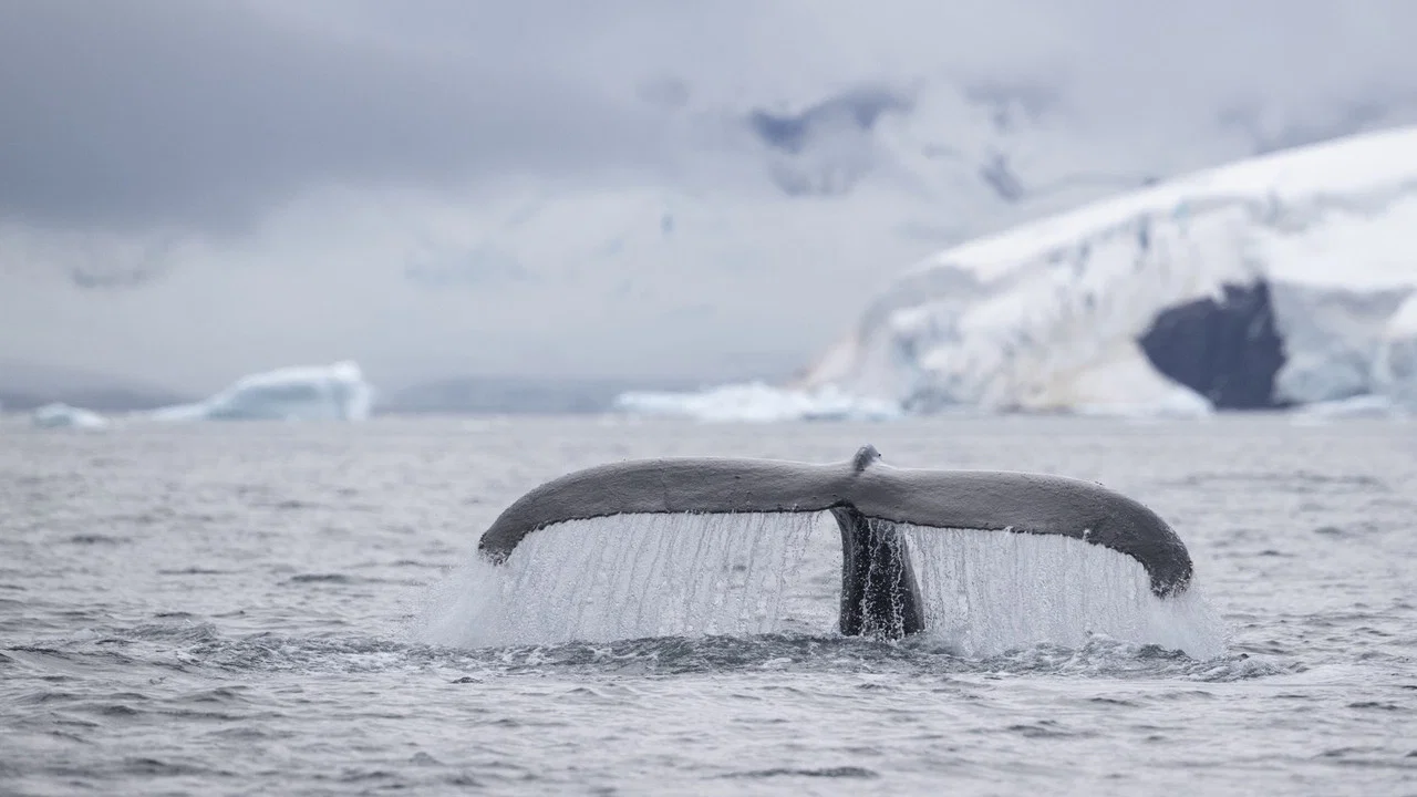 Speechless: The Polar Realm - 剧照