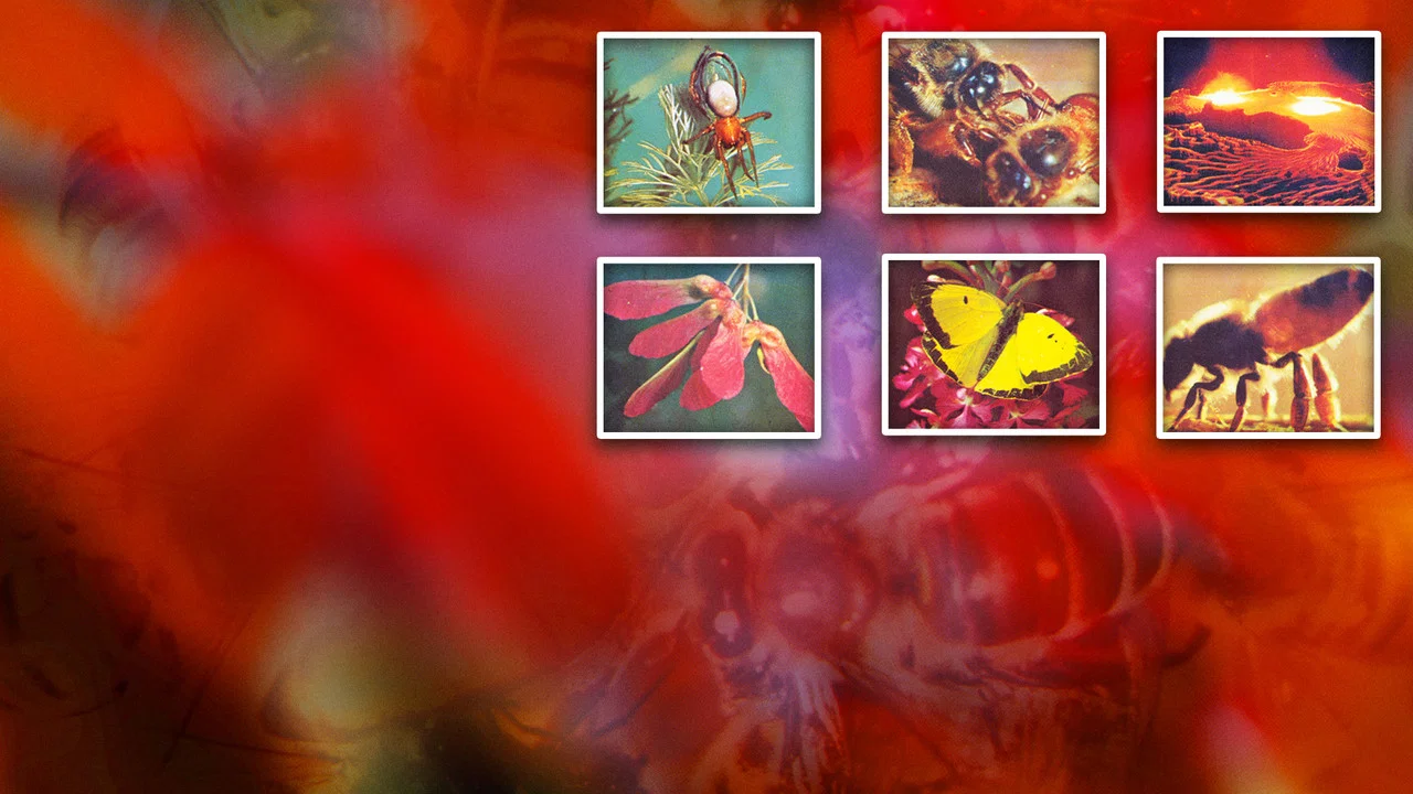 Secrets of Life - 剧照