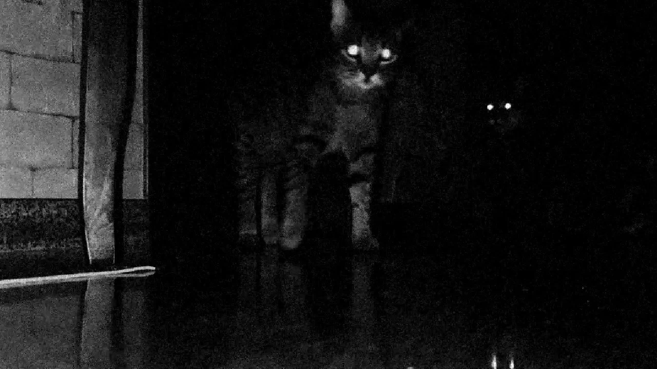 CATS - 剧照