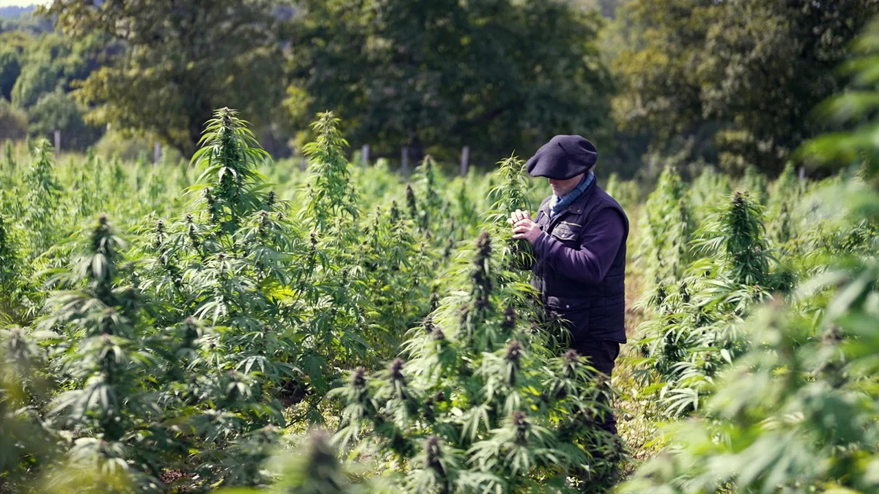 Cannabis, un paradoxe fran&ccedil;ais - 剧照