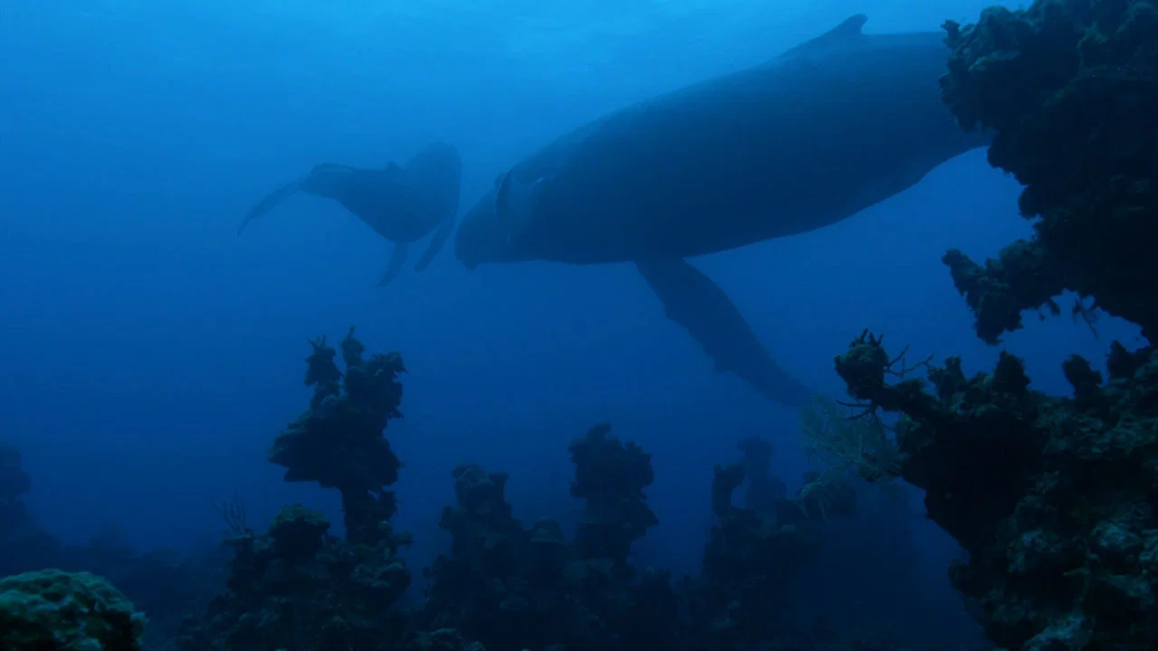 Atlantic: The Wildest Ocean on Earth - 剧照