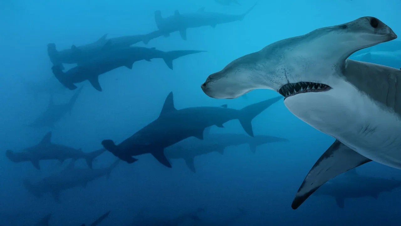 Mega Hammerhead - 剧照