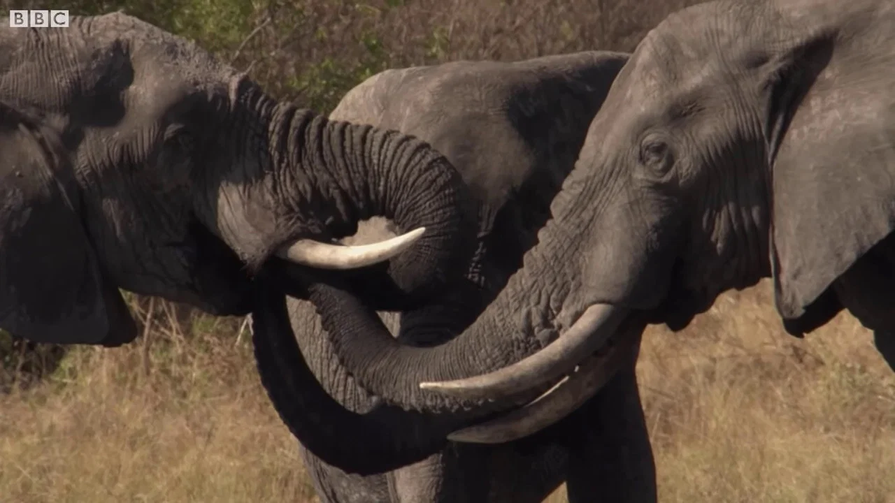 Botswana: Trouble in the Elephant Sanctuary - 剧照