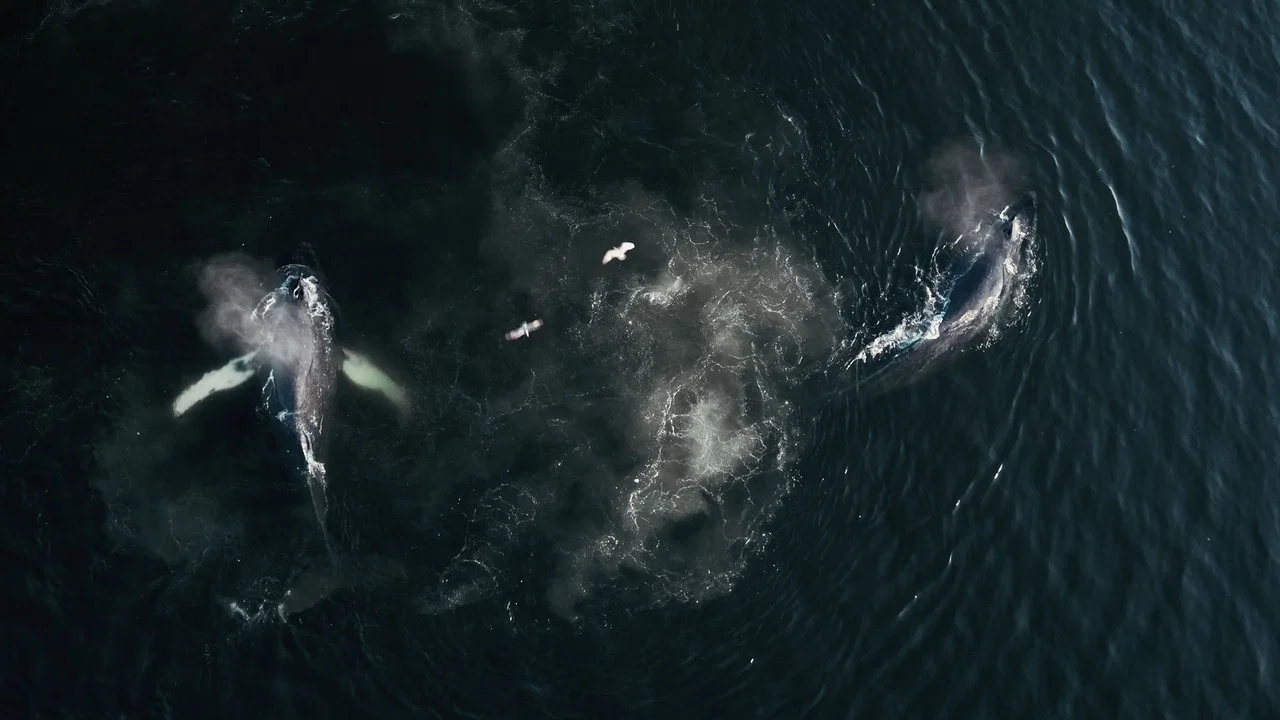 The Whale and the Raven - 剧照