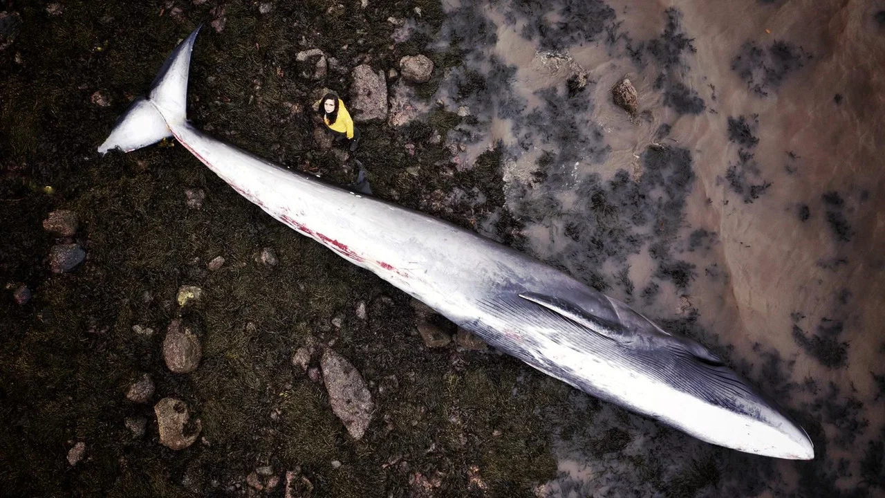 What Killed the Whale? - 剧照
