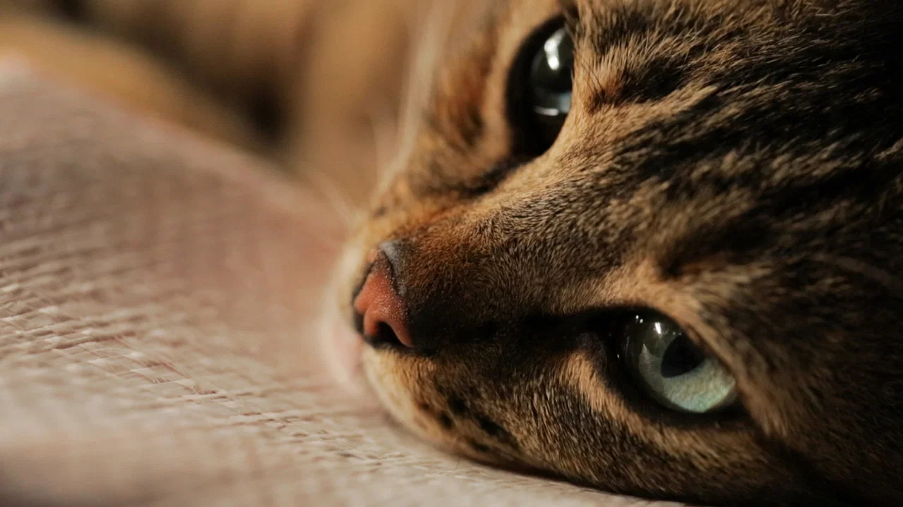 伊斯坦布尔的猫 - 剧照