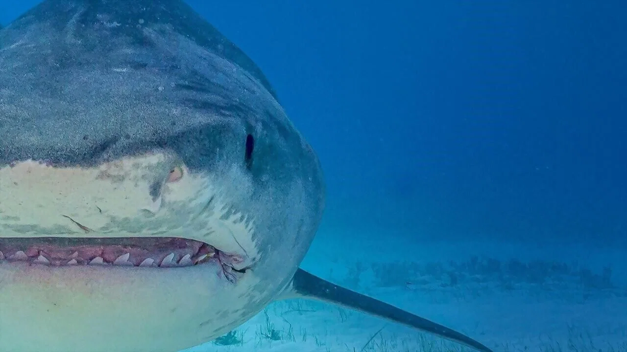 Supersized Sharks - 剧照
