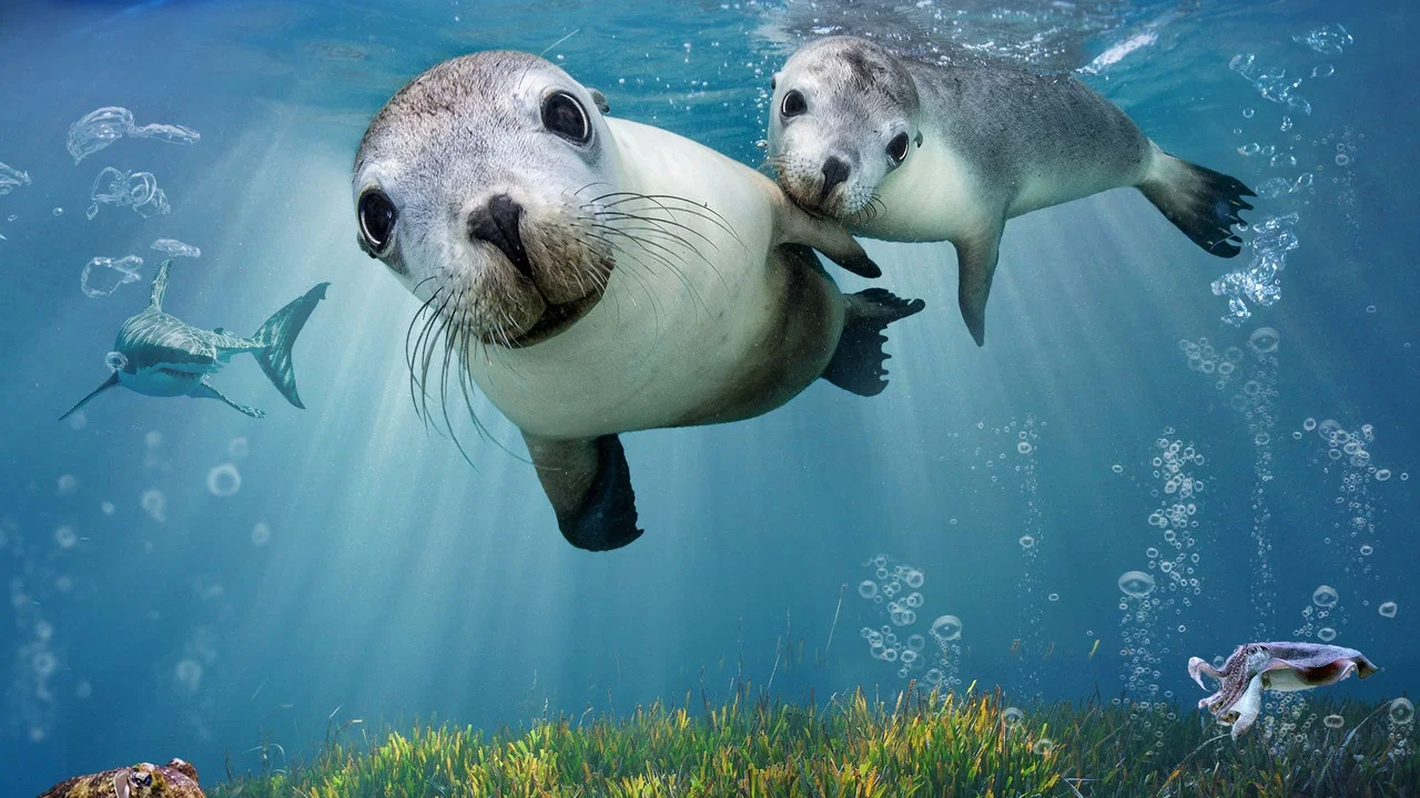 Sea Lions: Life By a Whisker - 剧照