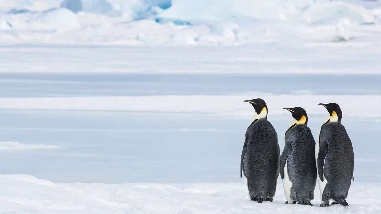 Antarctica, sur les traces de l'empereur - 剧照