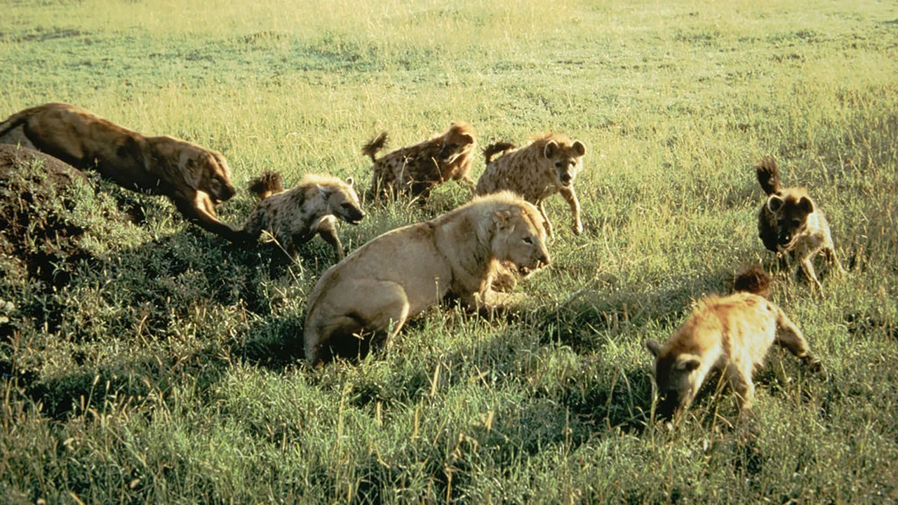 Eternal Enemies: Lions and Hyenas - 剧照