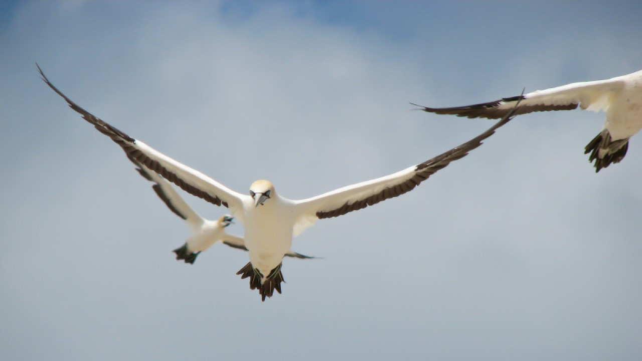 Gannets: The Wrong Side of the Run - 剧照
