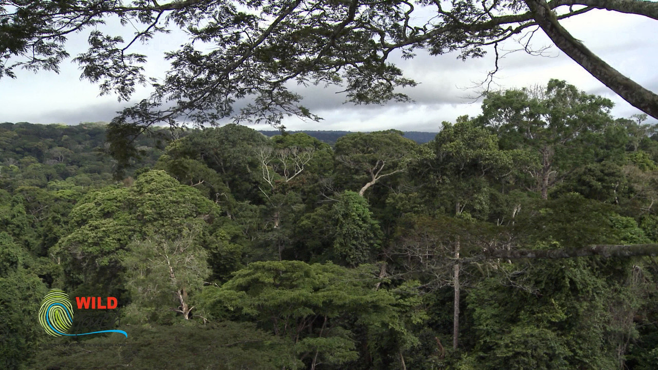Botanist Francis Hall&eacute; Explains... - 剧照