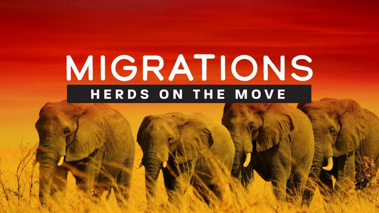 Migrations: Herds on the Move - 剧照