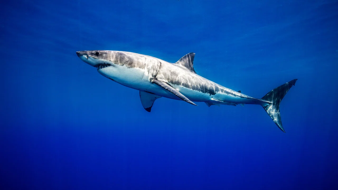 United Sharks of America - 剧照