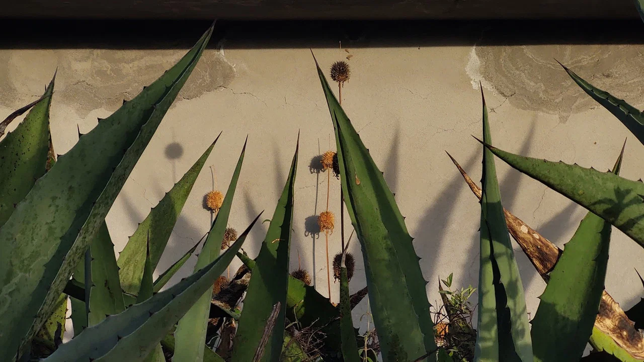 Coraz&oacute;n de Maguey - 剧照
