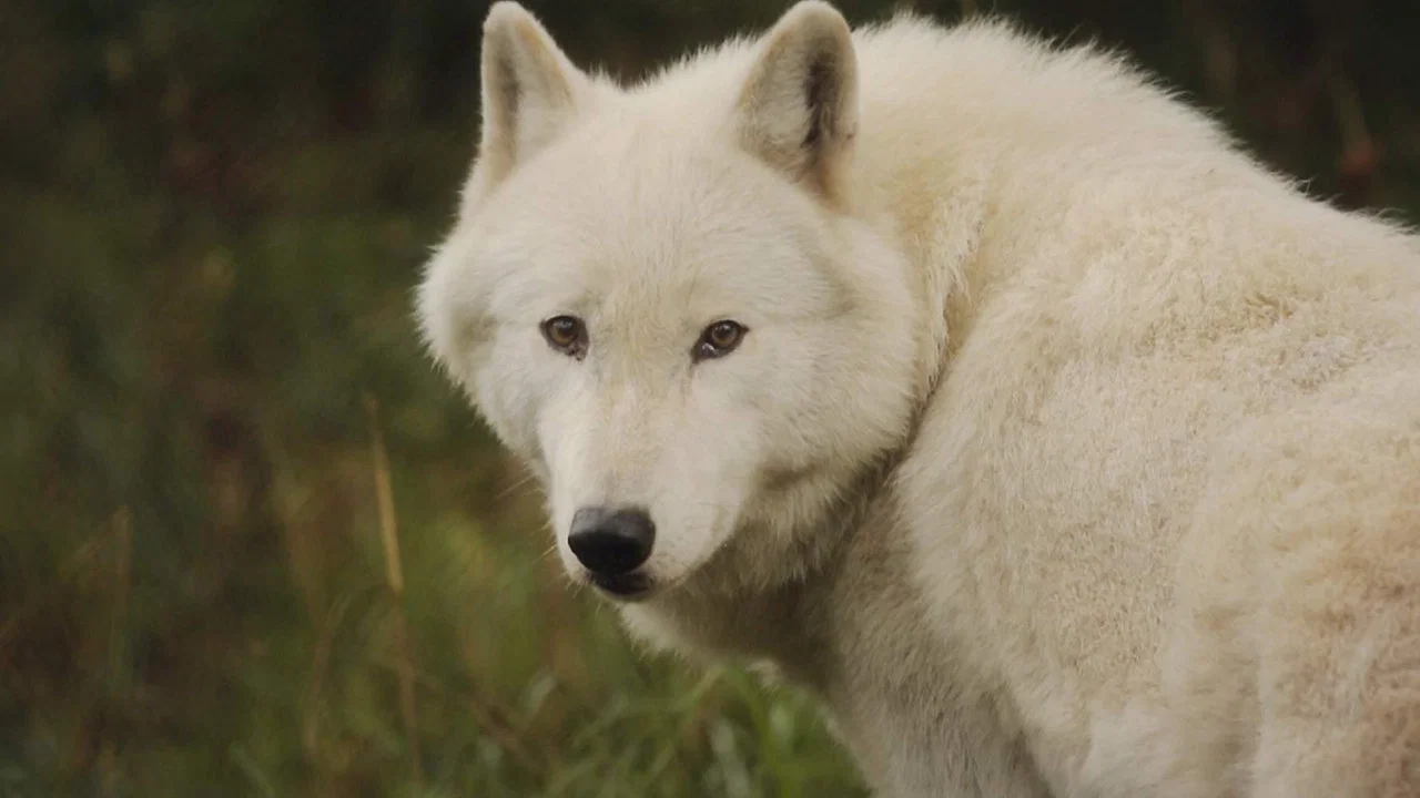 The Trouble with Wolves - 剧照