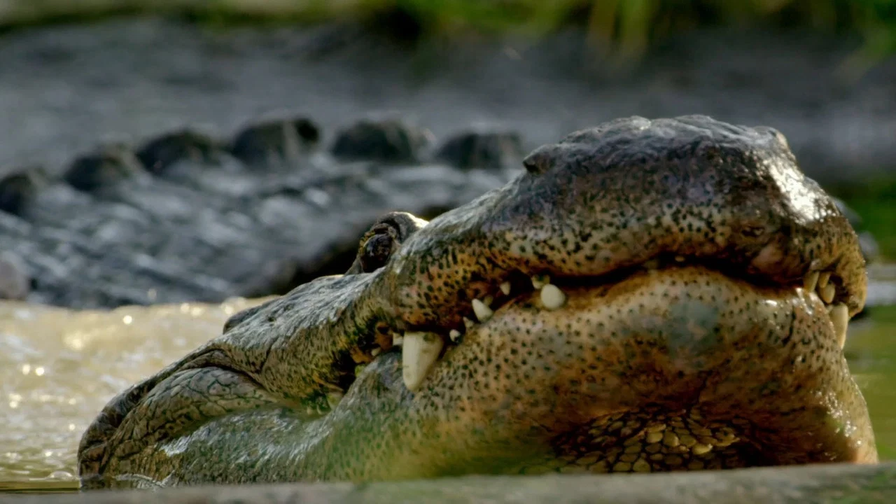 Wild Florida - 剧照