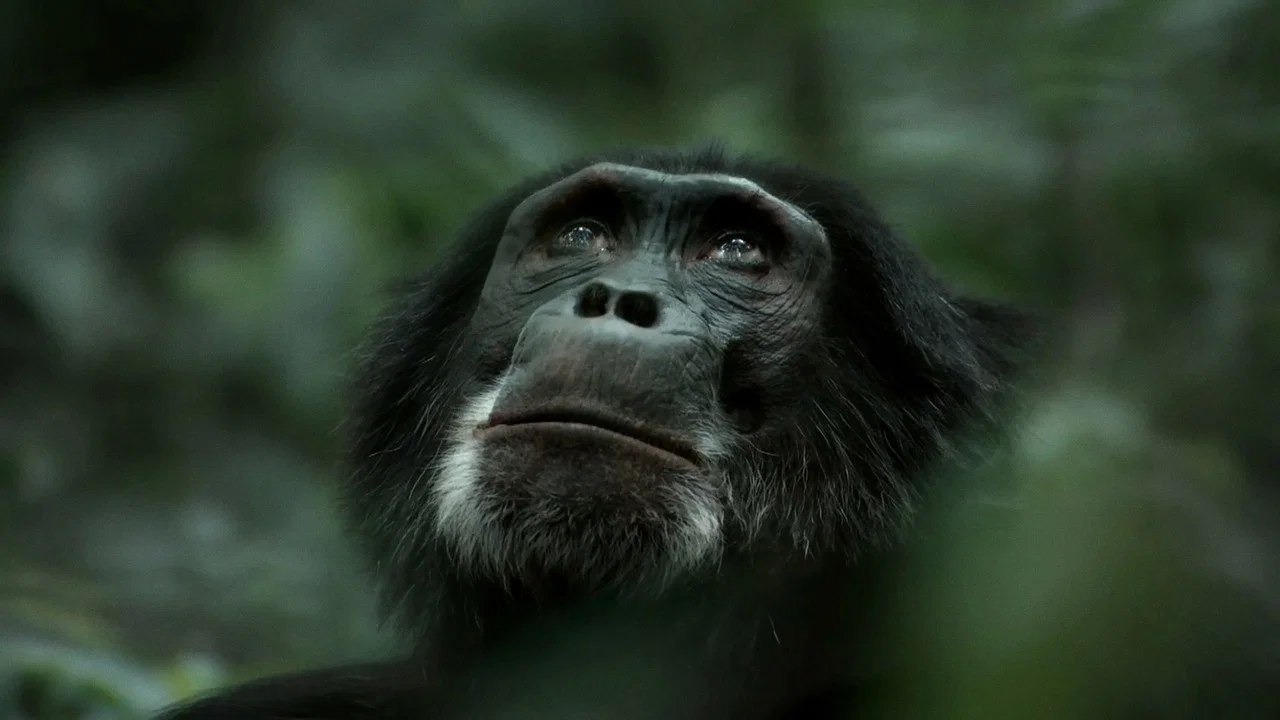 Rise of the Warrior Apes - 剧照