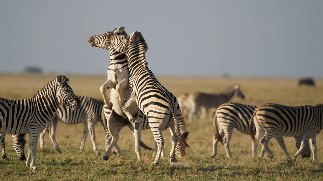 Nature: Great Zebra Exodus - 剧照