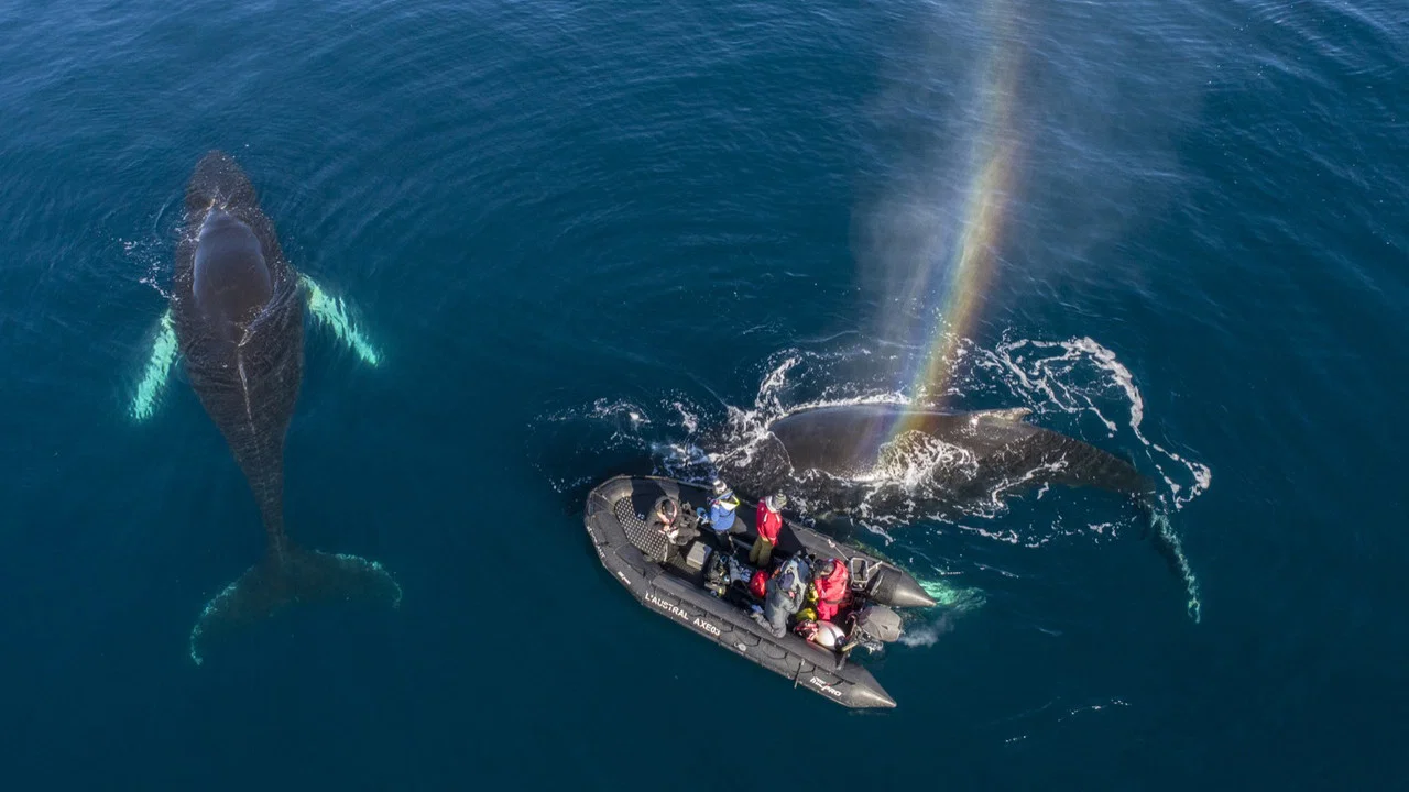Whales in a Changing Ocean - 剧照