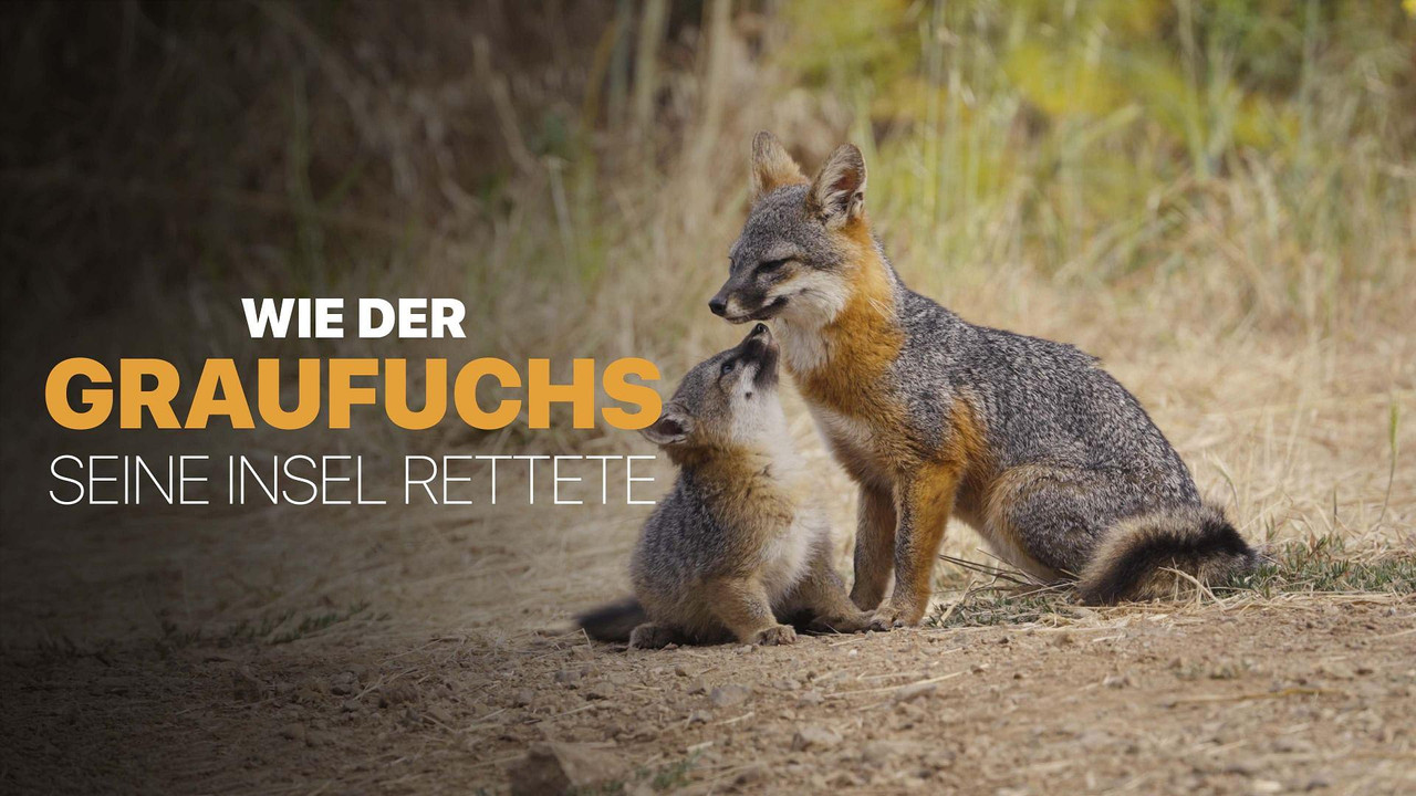 Le renard qui a sauv&eacute; son &icirc;le - 剧照