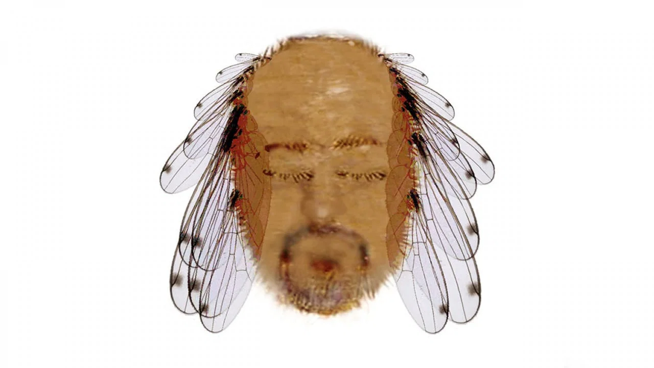Bill Bailey: Tinselworm - 剧照