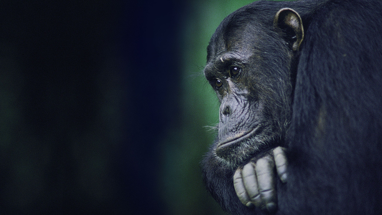 Kingdom of the Apes: Battle Lines - 剧照