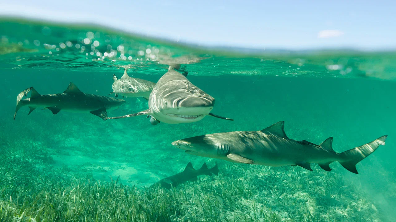 Shark Gangs - 剧照