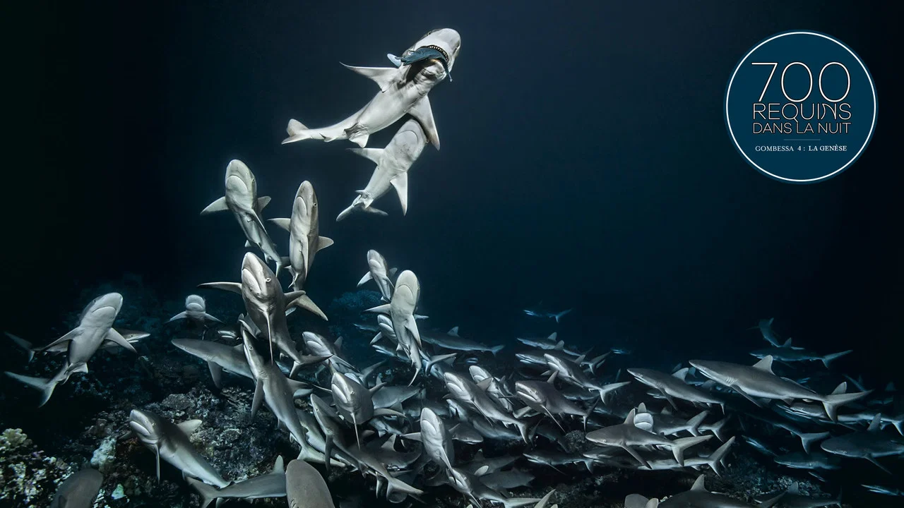 700 requins dans la nuit  (Gombessa 4, la gen&egrave;se) - 剧照