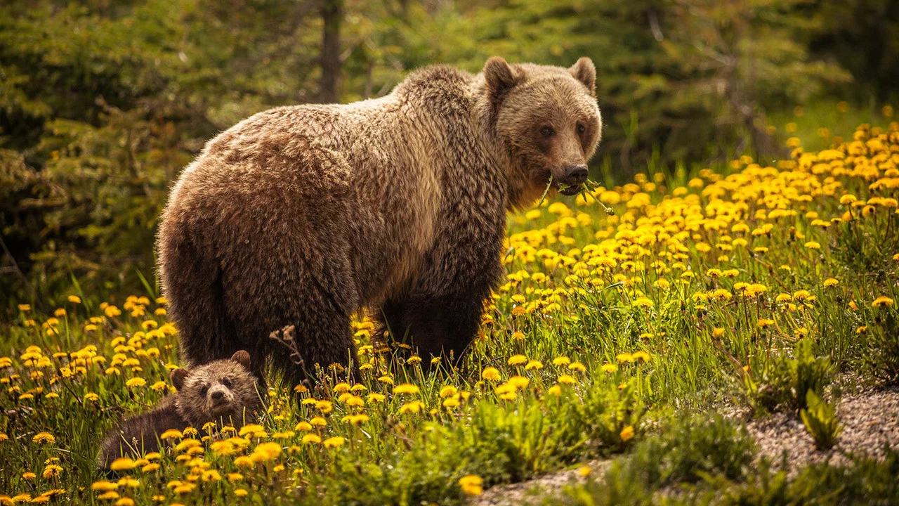 Bear Island - 剧照