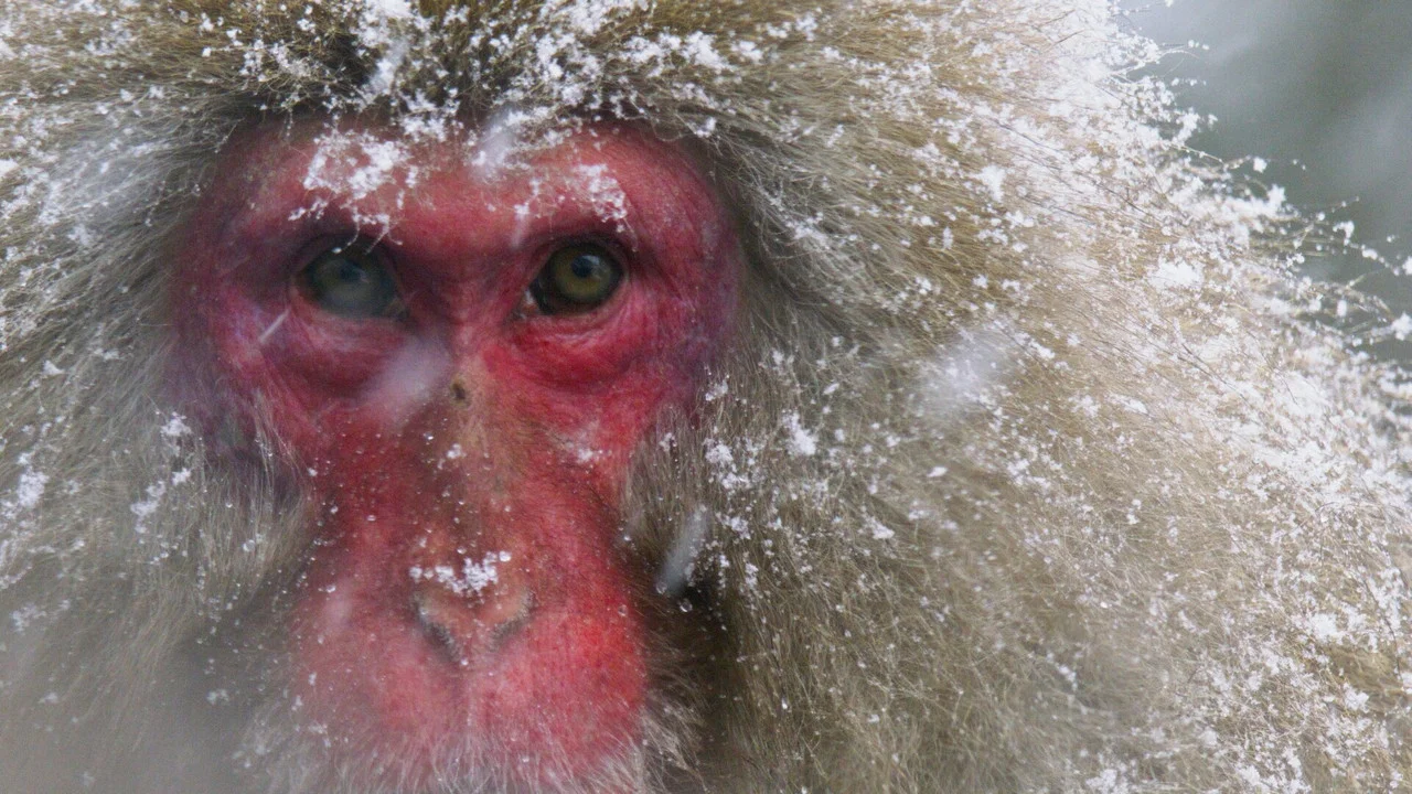 Japans Schneeaffen Hautnah - 剧照