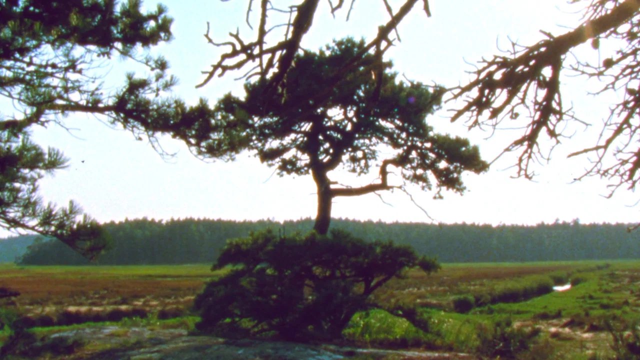 Jasper Beach and The Salt Marsh - 剧照