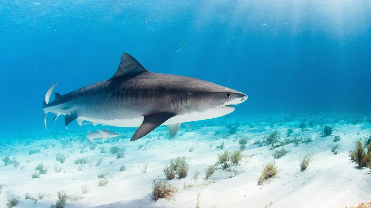 World's Biggest Tiger Shark - 剧照