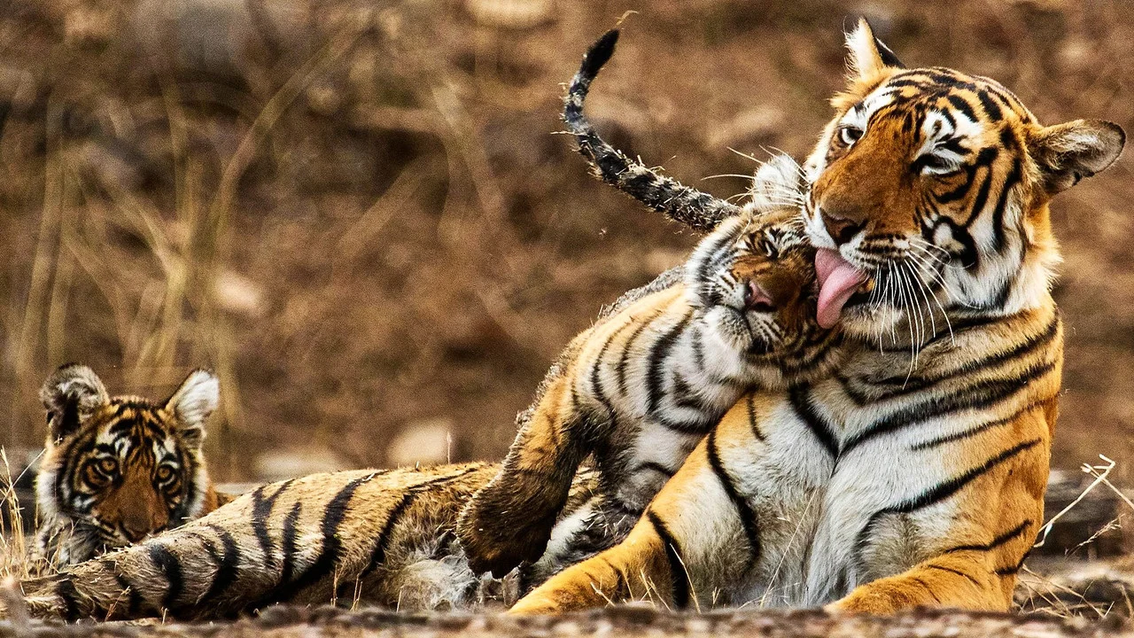 My Tiger Family - 剧照