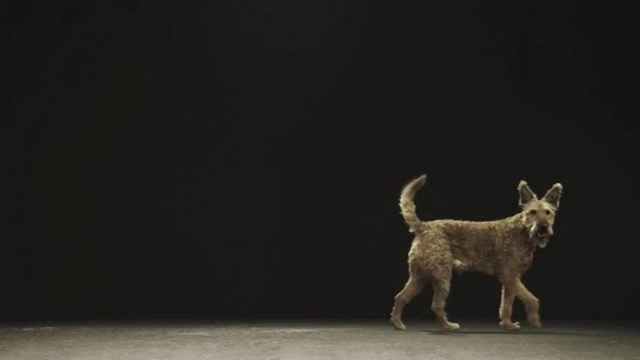 Hund und Mensch: Das Geheimnis einer Freundschaft - 剧照